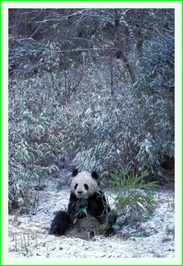 ../Images/panda35.jpg