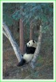 Thumbs/tn_panda06.jpg