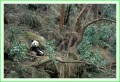 Thumbs/tn_panda09.jpg