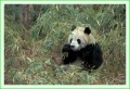 Thumbs/tn_panda11.jpg