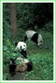 Thumbs/tn_panda16.jpg