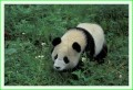 Thumbs/tn_panda18.jpg