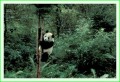 Thumbs/tn_panda22.jpg
