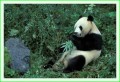 Thumbs/tn_panda24.jpg