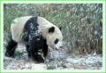 Thumbs/tn_panda26.jpg