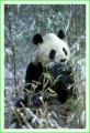 Thumbs/tn_panda29.jpg