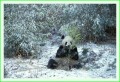Thumbs/tn_panda30.jpg