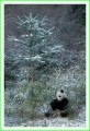 Thumbs/tn_panda31.jpg
