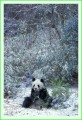 Thumbs/tn_panda32.jpg