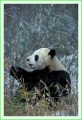 Thumbs/tn_panda33.jpg