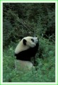 Thumbs/tn_panda37.jpg