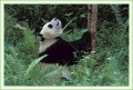 Thumbs/tn_panda45.jpg
