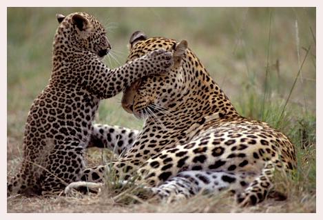 ../Images/leoparden002.jpg