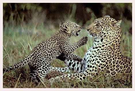 ../Images/leoparden005.jpg