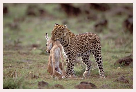 ../Images/leoparden010.jpg