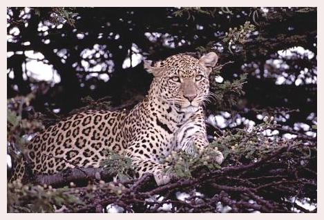 ../Images/leoparden022.jpg