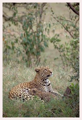 ../Images/leoparden049.jpg