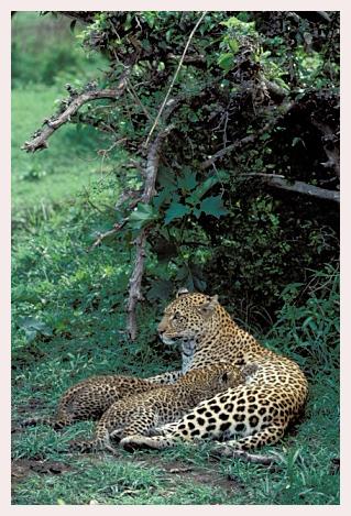 ../Images/leoparden050.jpg
