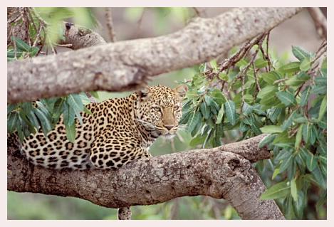 ../Images/leoparden073.jpg