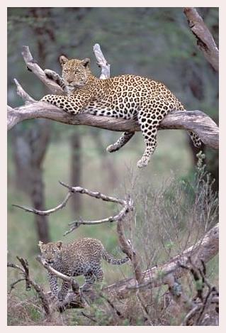 ../Images/leoparden082.jpg