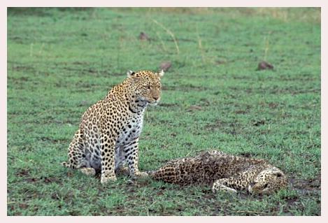 ../Images/leoparden090.jpg