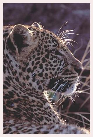 ../Images/leoparden092.jpg