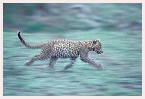 ../Images/leoparden117.jpg