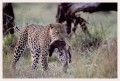 Thumbs/tn_leoparden018.jpg
