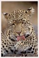 Thumbs/tn_leoparden025.jpg