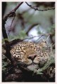 Thumbs/tn_leoparden029.jpg
