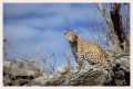 Thumbs/tn_leoparden046.jpg
