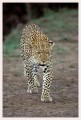 Thumbs/tn_leoparden067.jpg