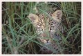 Thumbs/tn_leoparden118.jpg