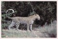 Thumbs/tn_leoparden137.jpg