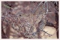 Thumbs/tn_leoparden138.jpg