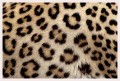 Thumbs/tn_leoparden139.jpg