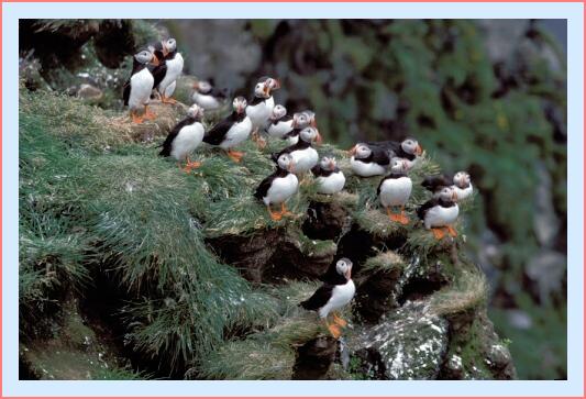 ../Images/puffin04.jpg