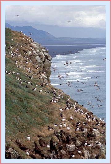 ../Images/puffin07.jpg