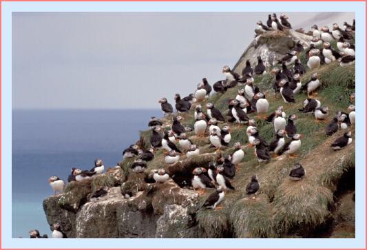 ../Images/puffin09.jpg