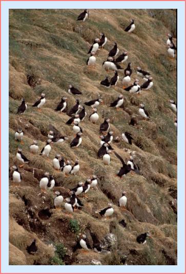 ../Images/puffin10.jpg