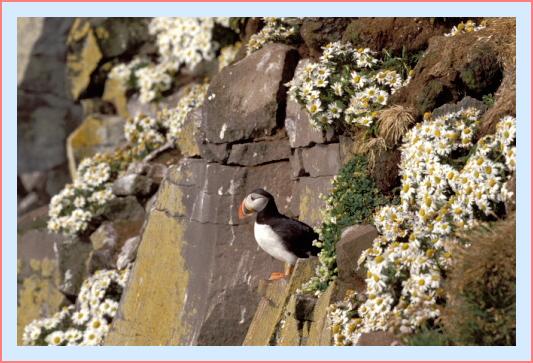 ../Images/puffin11.jpg