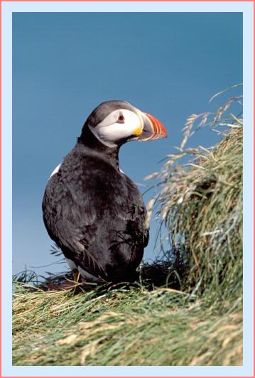 ../Images/puffin16.jpg