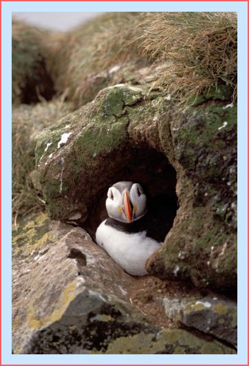 ../Images/puffin22.jpg