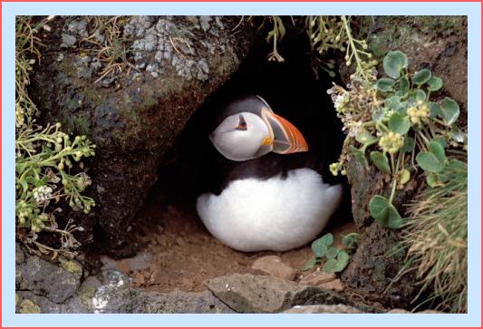 ../Images/puffin24.jpg