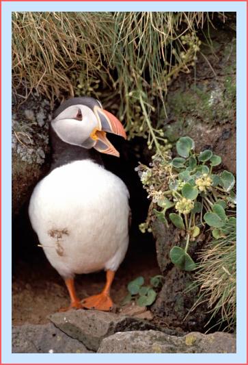 ../Images/puffin25.jpg