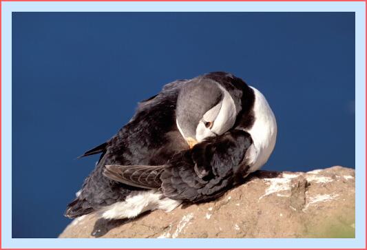 ../Images/puffin26.jpg