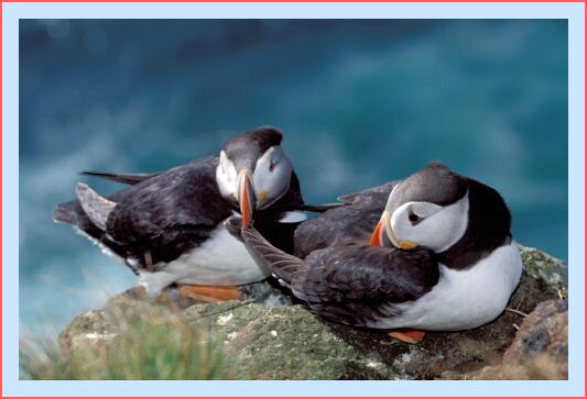 ../Images/puffin28.jpg