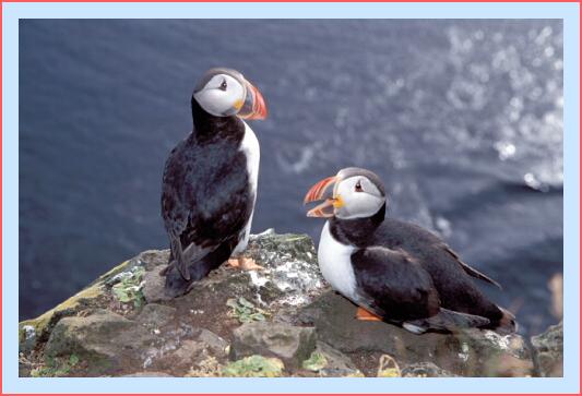 ../Images/puffin29.jpg