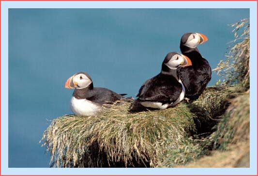../Images/puffin32.jpg