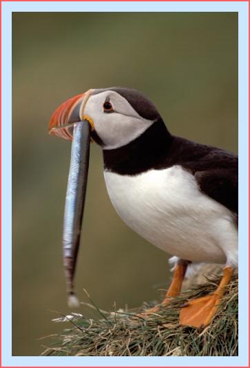 ../Images/puffin35.jpg